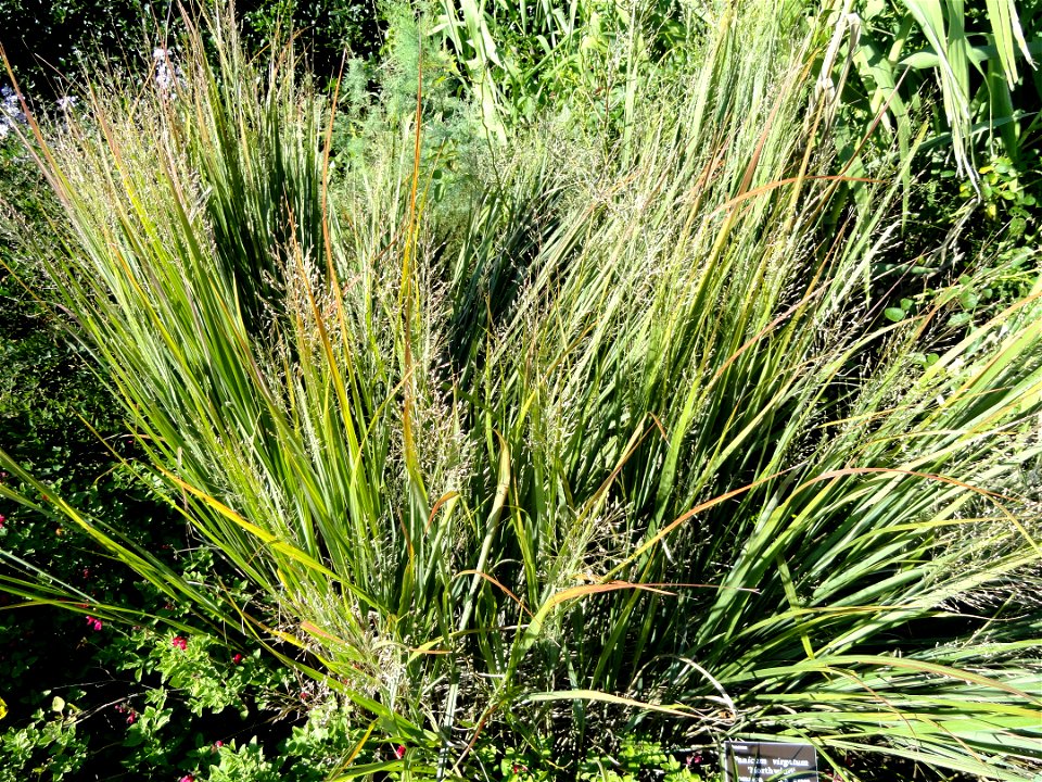 Panicum virgatum specimen in the J. C. Raulston Arboretum (North Carolina State University), 4415 Beryl Road, Raleigh, North Carolina, USA.