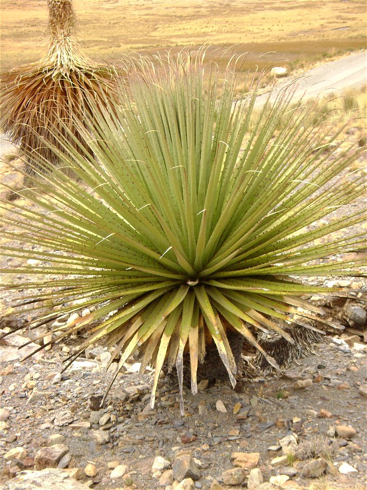 Imagen de una Puya Raimondi de tamaño pequeño tomada en el camino hacia el Nevado Pastoruri, ubicado en la Región Ancash, Perú.