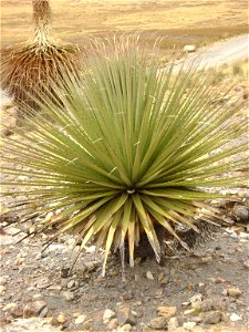 Imagen de una Puya Raimondi de tamaño pequeño tomada en el camino hacia el Nevado Pastoruri, ubicado en la Región Ancash, Perú.