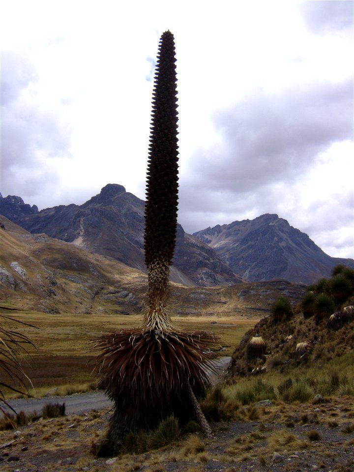 The en:Puya raimondii, a gigantic inflorescence, unique to Peru and Bolivia
