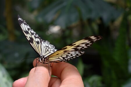 Insect hand holding