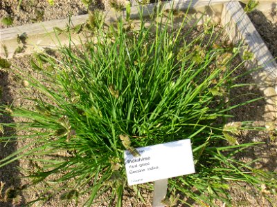 Eleusine indica - Oslo botanical garden, Oslo, Norway.