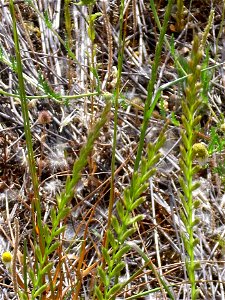 Agropyrum repens spike, Dehesa Boyal de Puertollano, Spain photo