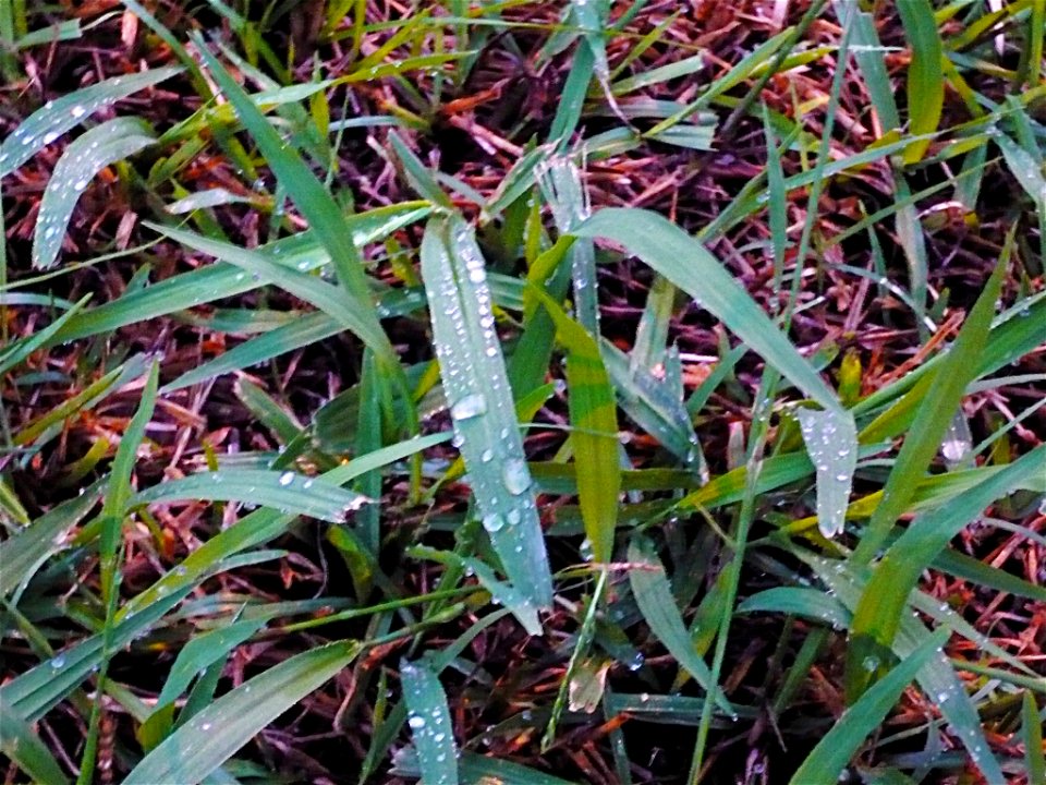 Sorghum halepense, also known as Johnson grass