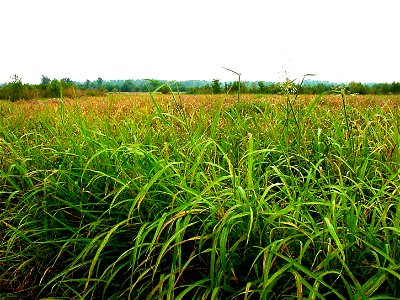 Image title: Sorghum halepense on a floodplain Image from Public domain images website, http://www.public-domain-image.com/full-image/nature-landscapes-public-domain-images-pictures/grass-public-domai photo