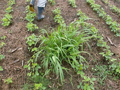 En la imagén se observa la presencia de la maleza Sorgo de Alepo en un cultivo de Soja en la Pampa Argentina.