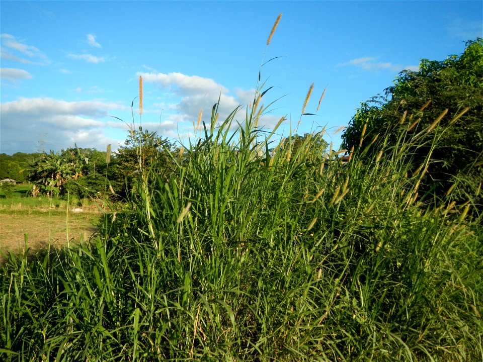 Kans grass Saccharum spontaneum of the Philippines, Talahib, Paddy fields and Grasslands, in Barangay Maronquillo  and Pasong Callos, San Rafael, Bulacan (along the Maronquillo-Pasong Callos, San Rafa