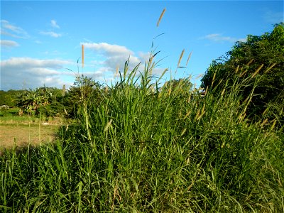 Kans grass Saccharum spontaneum of the Philippines, Talahib, Paddy fields and Grasslands, in Barangay Maronquillo  and Pasong Callos, San Rafael, Bulacan (along the Maronquillo-Pasong Callos, San Rafa