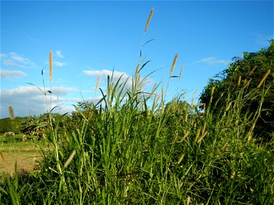 Kans grass Saccharum spontaneum of the Philippines, Talahib, Paddy fields and Grasslands, in Barangay Maronquillo  and Pasong Callos, San Rafael, Bulacan (along the Maronquillo-Pasong Callos, San Rafa
