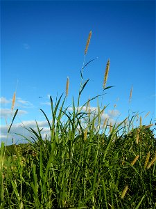 Kans grass Saccharum spontaneum of the Philippines, Talahib, Paddy fields and Grasslands, in Barangay Maronquillo  and Pasong Callos, San Rafael, Bulacan (along the Maronquillo-Pasong Callos, San Rafa