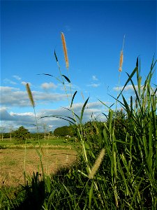 Kans grass Saccharum spontaneum of the Philippines, Talahib, Paddy fields and Grasslands, in Barangay Maronquillo  and Pasong Callos, San Rafael, Bulacan (along the Maronquillo-Pasong Callos, San Rafa