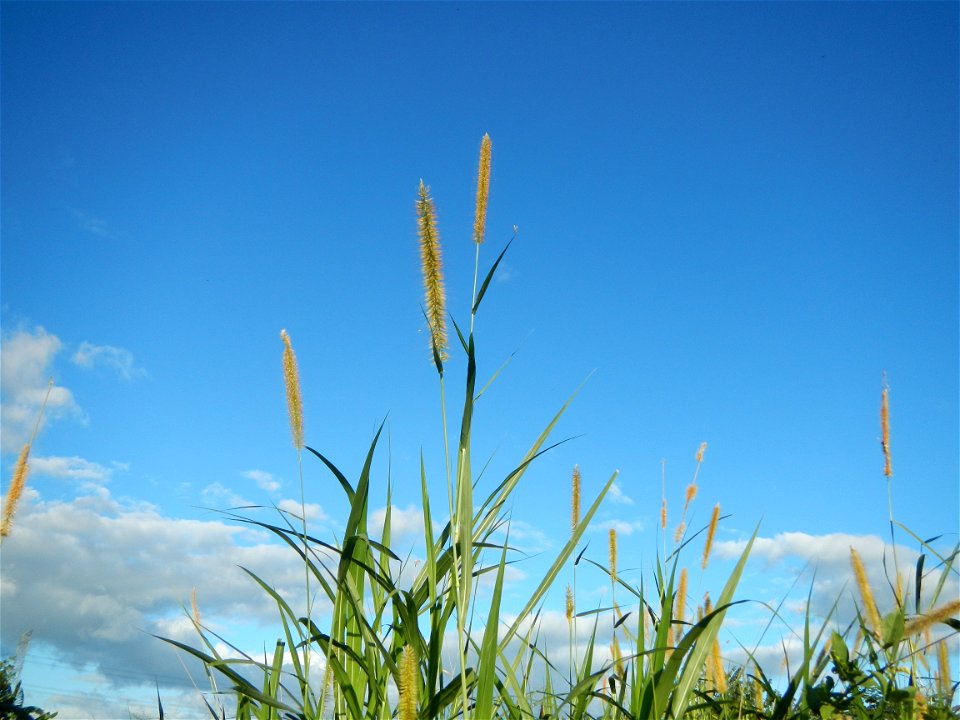 Kans grass Saccharum spontaneum of the Philippines, Talahib, Paddy fields and Grasslands, in Barangay Maronquillo  and Pasong Callos, San Rafael, Bulacan (along the Maronquillo-Pasong Callos, San Rafa