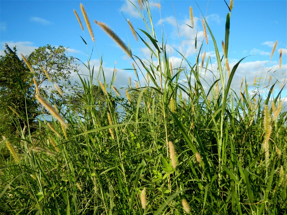 Kans grass Saccharum spontaneum of the Philippines, Talahib, Paddy fields and Grasslands, in Barangay Maronquillo  and Pasong Callos, San Rafael, Bulacan (along the Maronquillo-Pasong Callos, San Rafa