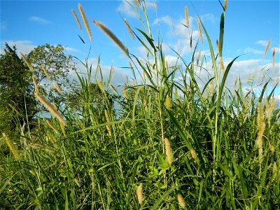 Kans grass Saccharum spontaneum of the Philippines, Talahib, Paddy fields and Grasslands, in Barangay Maronquillo  and Pasong Callos, San Rafael, Bulacan (along the Maronquillo-Pasong Callos, San Rafa