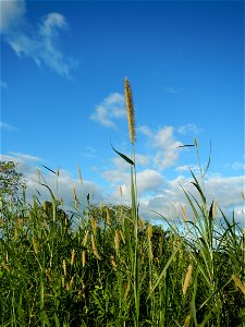 Kans grass Saccharum spontaneum of the Philippines, Talahib, Paddy fields and Grasslands, in Barangay Maronquillo  and Pasong Callos, San Rafael, Bulacan (along the Maronquillo-Pasong Callos, San Rafa
