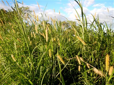Kans grass Saccharum spontaneum of the Philippines, Talahib, Paddy fields and Grasslands, in Barangay Maronquillo  and Pasong Callos, San Rafael, Bulacan (along the Maronquillo-Pasong Callos, San Rafa