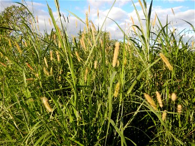 Kans grass Saccharum spontaneum of the Philippines, Talahib, Paddy fields and Grasslands, in Barangay Maronquillo  and Pasong Callos, San Rafael, Bulacan (along the Maronquillo-Pasong Callos, San Rafa