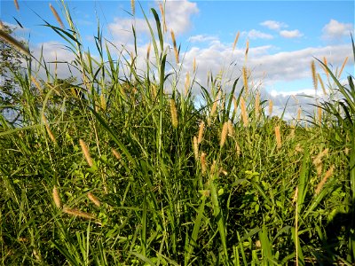 Kans grass Saccharum spontaneum of the Philippines, Talahib, Paddy fields and Grasslands, in Barangay Maronquillo  and Pasong Callos, San Rafael, Bulacan (along the Maronquillo-Pasong Callos, San Rafa