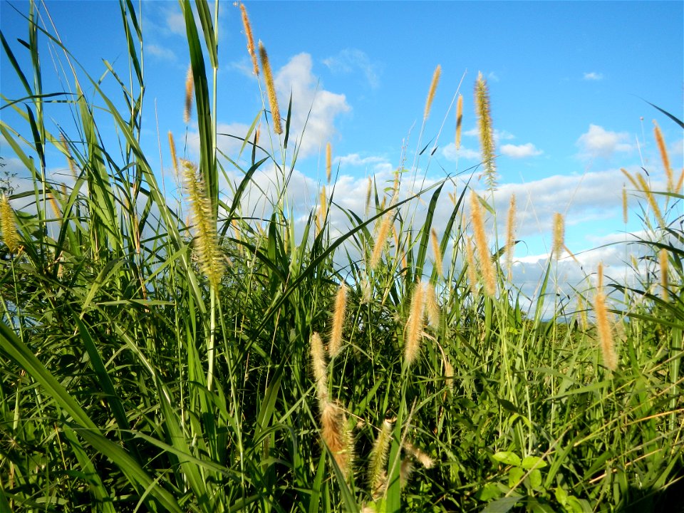 Kans grass Saccharum spontaneum of the Philippines, Talahib, Paddy fields and Grasslands, in Barangay Maronquillo  and Pasong Callos, San Rafael, Bulacan (along the Maronquillo-Pasong Callos, San Rafa