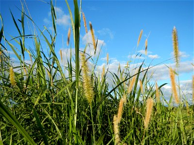 Kans grass Saccharum spontaneum of the Philippines, Talahib, Paddy fields and Grasslands, in Barangay Maronquillo  and Pasong Callos, San Rafael, Bulacan (along the Maronquillo-Pasong Callos, San Rafa
