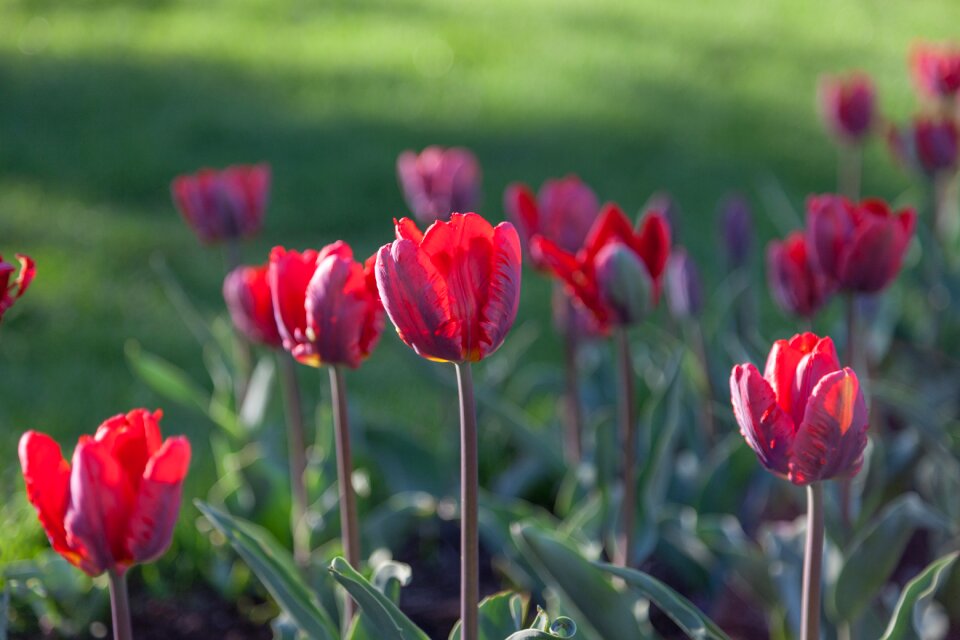 Flower spring flowers