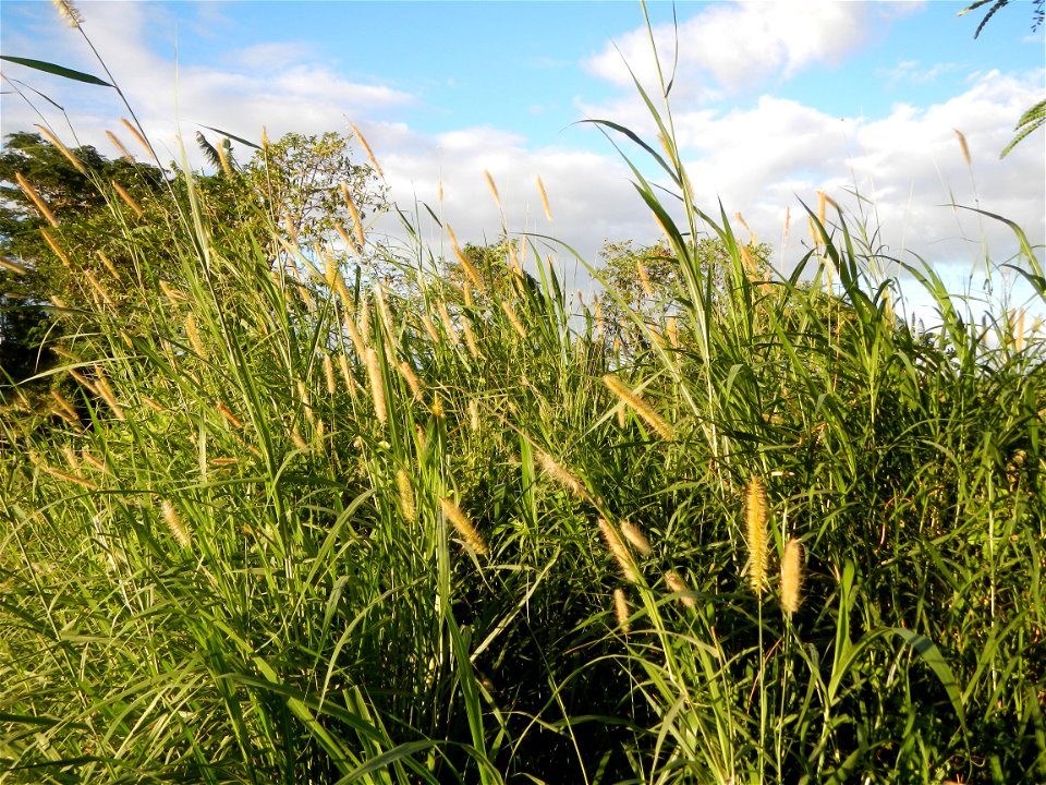 Kans grass Saccharum spontaneum of the Philippines, Talahib, Paddy fields and Grasslands, in Barangay Maronquillo  and Pasong Callos, San Rafael, Bulacan (along the Maronquillo-Pasong Callos, San Rafa