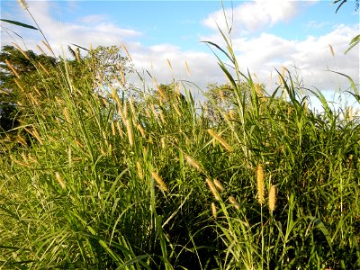 Kans grass Saccharum spontaneum of the Philippines, Talahib, Paddy fields and Grasslands, in Barangay Maronquillo  and Pasong Callos, San Rafael, Bulacan (along the Maronquillo-Pasong Callos, San Rafa