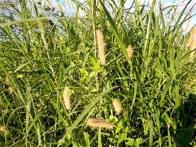 Kans grass Saccharum spontaneum of the Philippines, Talahib, Paddy fields and Grasslands, in Barangay Maronquillo  and Pasong Callos, San Rafael, Bulacan (along the Maronquillo-Pasong Callos, San Rafa