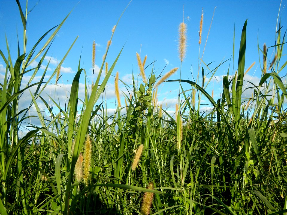 Kans grass Saccharum spontaneum of the Philippines, Talahib, Paddy fields and Grasslands, in Barangay Maronquillo  and Pasong Callos, San Rafael, Bulacan (along the Maronquillo-Pasong Callos, San Rafa