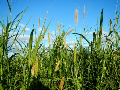 Kans grass Saccharum spontaneum of the Philippines, Talahib, Paddy fields and Grasslands, in Barangay Maronquillo  and Pasong Callos, San Rafael, Bulacan (along the Maronquillo-Pasong Callos, San Rafa