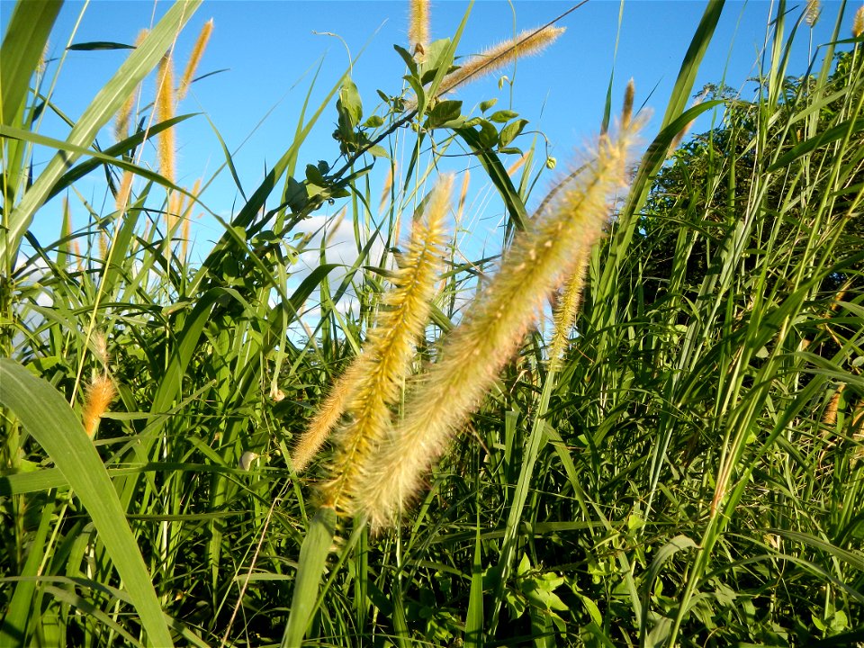 Kans grass Saccharum spontaneum of the Philippines, Talahib, Paddy fields and Grasslands, in Barangay Maronquillo  and Pasong Callos, San Rafael, Bulacan (along the Maronquillo-Pasong Callos, San Rafa