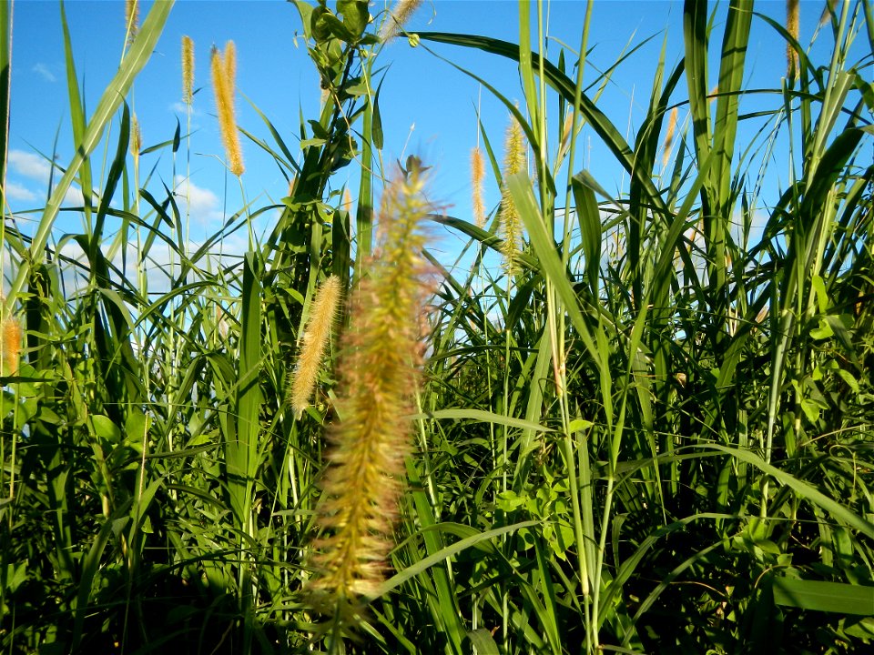 Kans grass Saccharum spontaneum of the Philippines, Talahib, Paddy fields and Grasslands, in Barangay Maronquillo  and Pasong Callos, San Rafael, Bulacan (along the Maronquillo-Pasong Callos, San Rafa