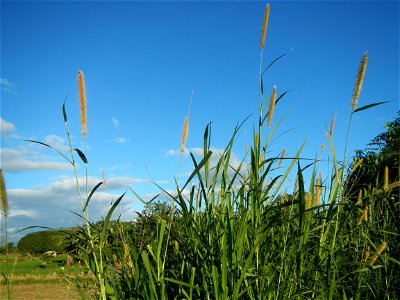 Kans grass Saccharum spontaneum of the Philippines, Talahib, Paddy fields and Grasslands, in Barangay Maronquillo  and Pasong Callos, San Rafael, Bulacan (along the Maronquillo-Pasong Callos, San Rafa