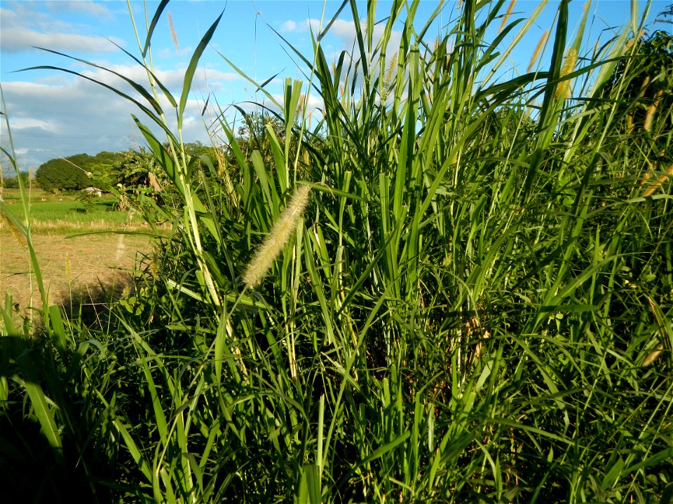 Kans grass Saccharum spontaneum of the Philippines, Talahib, Paddy fields and Grasslands, in Barangay Maronquillo  and Pasong Callos, San Rafael, Bulacan (along the Maronquillo-Pasong Callos, San Rafa