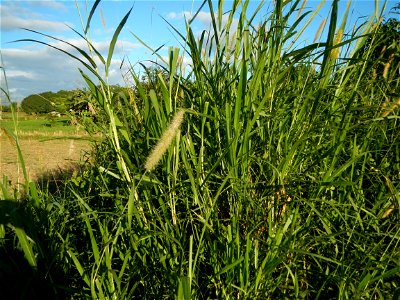 Kans grass Saccharum spontaneum of the Philippines, Talahib, Paddy fields and Grasslands, in Barangay Maronquillo  and Pasong Callos, San Rafael, Bulacan (along the Maronquillo-Pasong Callos, San Rafa