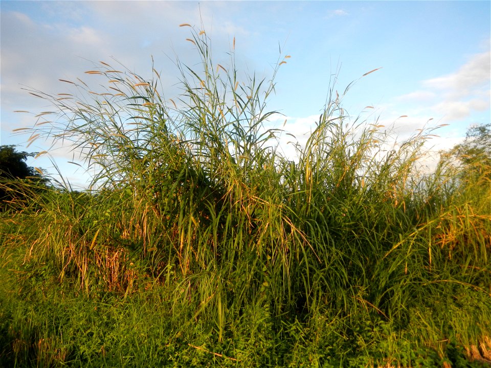 Kans grass Saccharum spontaneum of the Philippines, Talahib, Barangay Caingin 14°48'2"N 120°55'29"E beside Biñang 2nd  14°47'57"N 120°55'49"E Bocaue, Bulacan Paddy fields, grasslands and trees along M