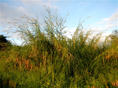 Kans grass Saccharum spontaneum of the Philippines, Talahib, Barangay Caingin 14°48'2"N 120°55'29"E beside Biñang 2nd  14°47'57"N 120°55'49"E Bocaue, Bulacan Paddy fields, grasslands and trees along M