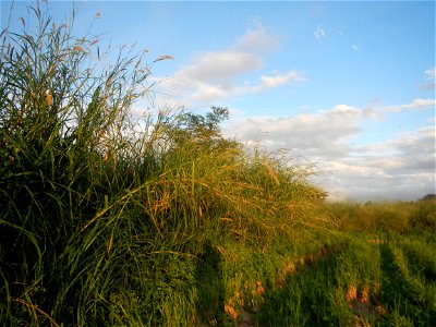 Kans grass Saccharum spontaneum of the Philippines, Talahib, Barangay Caingin 14°48'2"N 120°55'29"E beside Biñang 2nd  14°47'57"N 120°55'49"E Bocaue, Bulacan Paddy fields, grasslands and trees along M