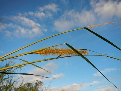 Kans grass Saccharum spontaneum of the Philippines, Talahib, Barangay Caingin 14°48'2"N 120°55'29"E beside Biñang 2nd  14°47'57"N 120°55'49"E Bocaue, Bulacan Paddy fields, grasslands and trees along M