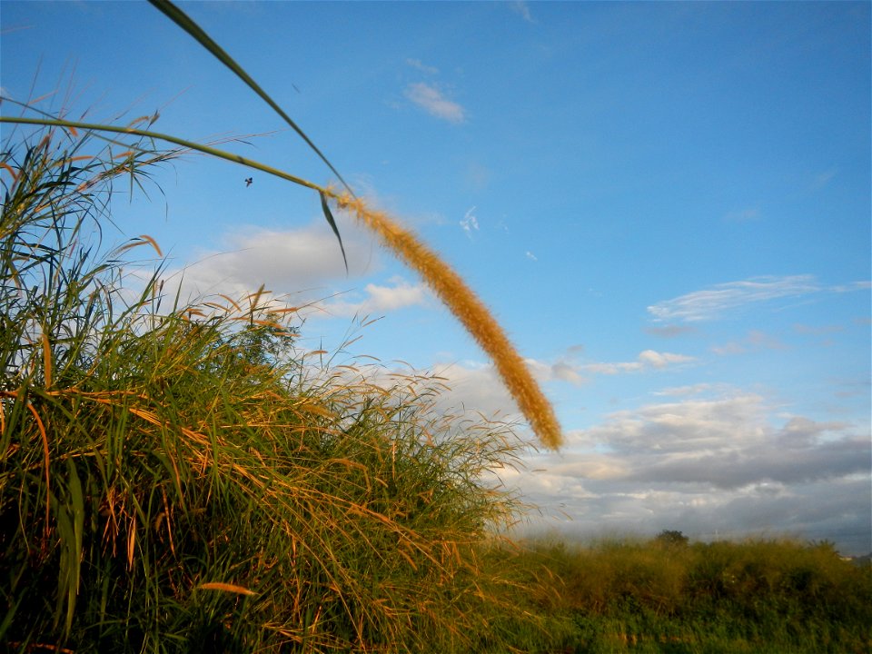 Kans grass Saccharum spontaneum of the Philippines, Talahib, Barangay Caingin 14°48'2"N 120°55'29"E beside Biñang 2nd  14°47'57"N 120°55'49"E Bocaue, Bulacan Paddy fields, grasslands and trees along M