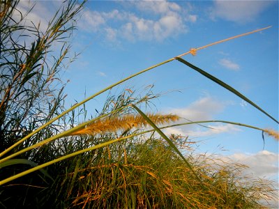 Kans grass Saccharum spontaneum of the Philippines, Talahib, Barangay Caingin 14°48'2"N 120°55'29"E beside Biñang 2nd  14°47'57"N 120°55'49"E Bocaue, Bulacan Paddy fields, grasslands and trees along M
