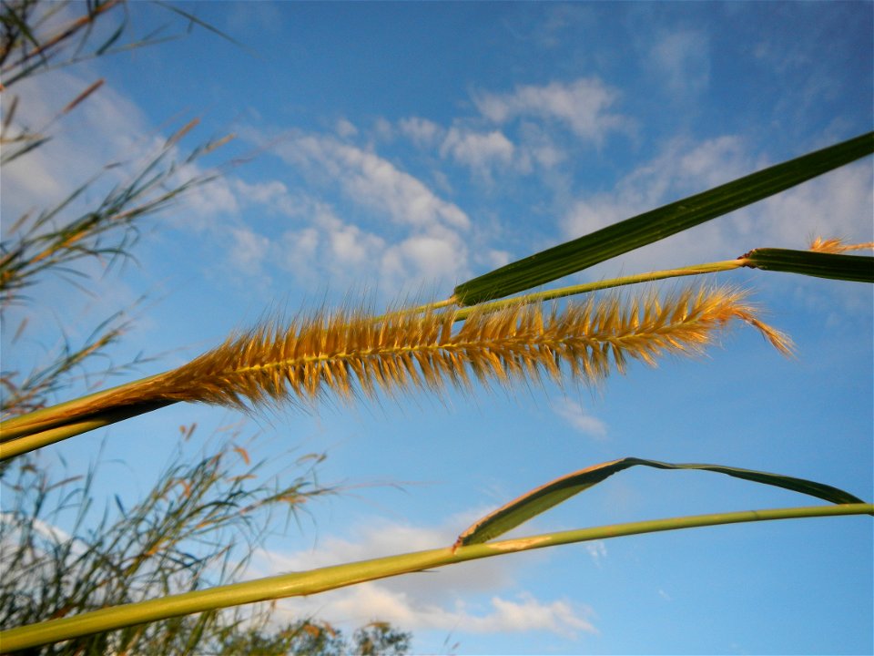 Kans grass Saccharum spontaneum of the Philippines, Talahib, Barangay Caingin 14°48'2"N 120°55'29"E beside Biñang 2nd  14°47'57"N 120°55'49"E Bocaue, Bulacan Paddy fields, grasslands and trees along M