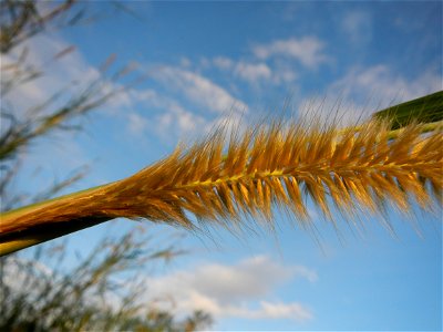 Kans grass Saccharum spontaneum of the Philippines, Talahib, Barangay Caingin 14°48'2"N 120°55'29"E beside Biñang 2nd  14°47'57"N 120°55'49"E Bocaue, Bulacan Paddy fields, grasslands and trees along M