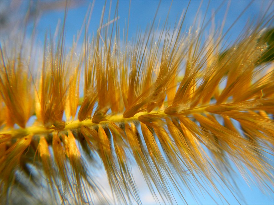 Kans grass Saccharum spontaneum of the Philippines, Talahib, Barangay Caingin 14°48'2"N 120°55'29"E beside Biñang 2nd  14°47'57"N 120°55'49"E Bocaue, Bulacan Paddy fields, grasslands and trees along M