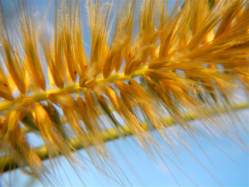 Kans grass Saccharum spontaneum of the Philippines, Talahib, Barangay Caingin 14°48'2"N 120°55'29"E beside Biñang 2nd  14°47'57"N 120°55'49"E Bocaue, Bulacan Paddy fields, grasslands and trees along M