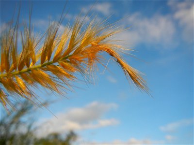 Kans grass Saccharum spontaneum of the Philippines, Talahib, Barangay Caingin 14°48'2"N 120°55'29"E beside Biñang 2nd  14°47'57"N 120°55'49"E Bocaue, Bulacan Paddy fields, grasslands and trees along M