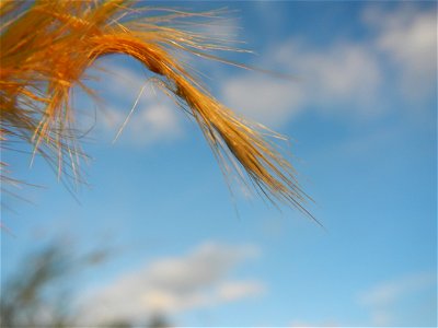 Kans grass Saccharum spontaneum of the Philippines, Talahib, Barangay Caingin 14°48'2"N 120°55'29"E beside Biñang 2nd  14°47'57"N 120°55'49"E Bocaue, Bulacan Paddy fields, grasslands and trees along M