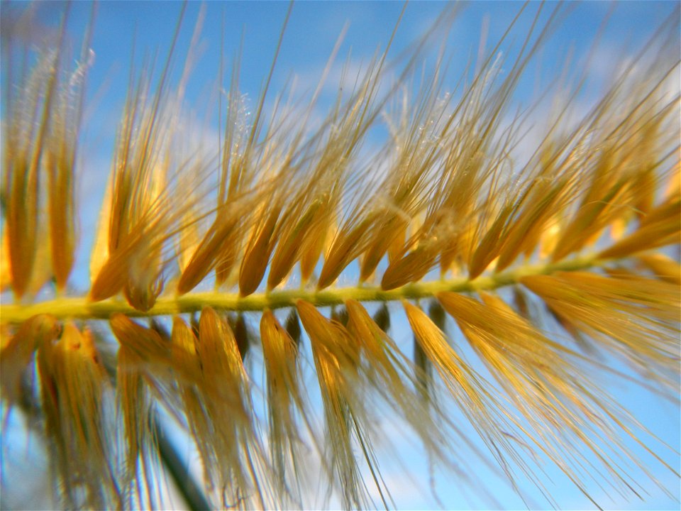 Kans grass Saccharum spontaneum of the Philippines, Talahib, Barangay Caingin 14°48'2"N 120°55'29"E beside Biñang 2nd  14°47'57"N 120°55'49"E Bocaue, Bulacan Paddy fields, grasslands and trees along M