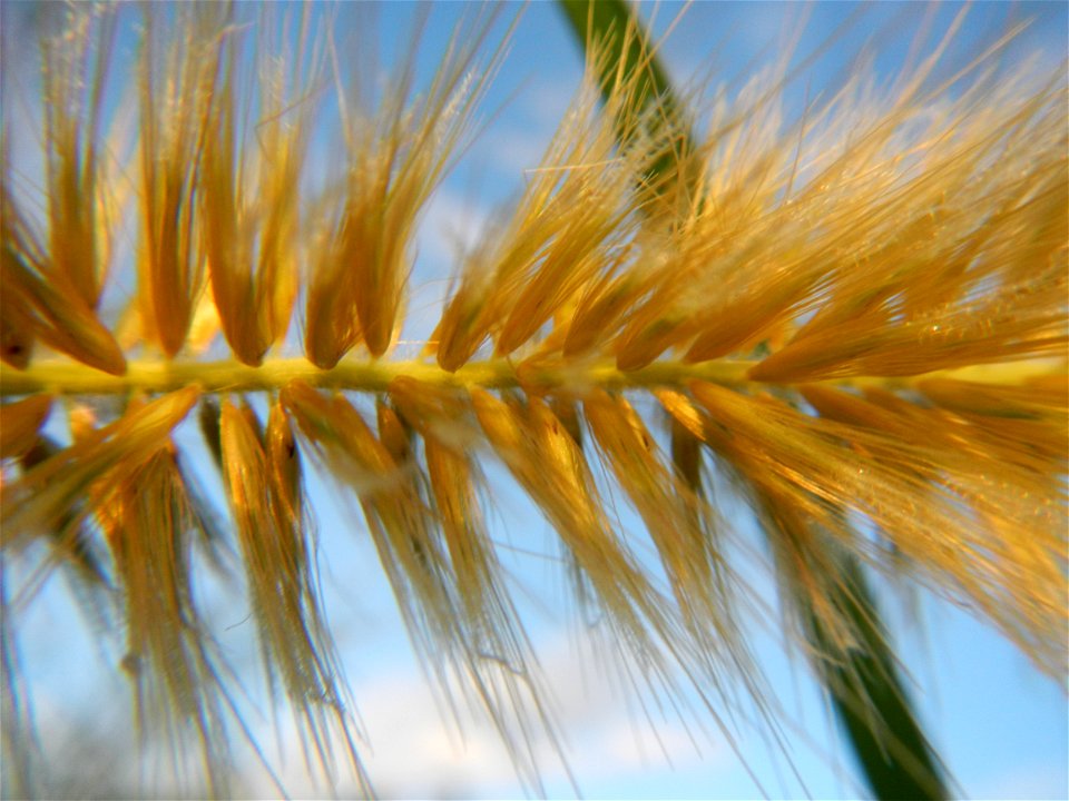 Kans grass Saccharum spontaneum of the Philippines, Talahib, Barangay Caingin 14°48'2"N 120°55'29"E beside Biñang 2nd  14°47'57"N 120°55'49"E Bocaue, Bulacan Paddy fields, grasslands and trees along M