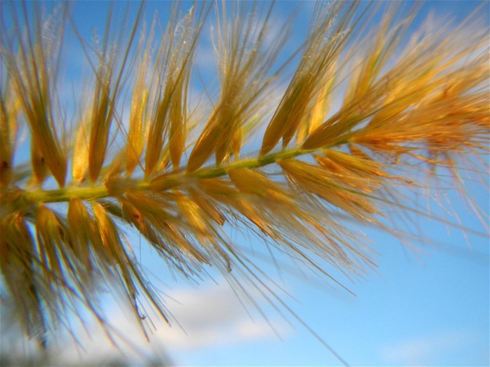 Kans grass Saccharum spontaneum of the Philippines, Talahib, Barangay Caingin 14°48'2"N 120°55'29"E beside Biñang 2nd  14°47'57"N 120°55'49"E Bocaue, Bulacan Paddy fields, grasslands and trees along M